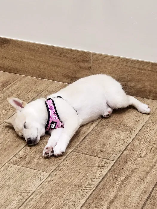 Fairfield Animal Hospital 12