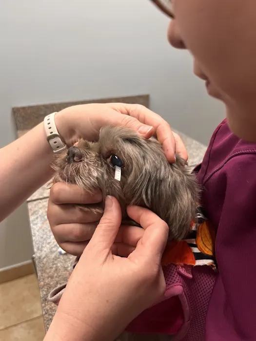 Envision More Veterinary Ophthalmology 12