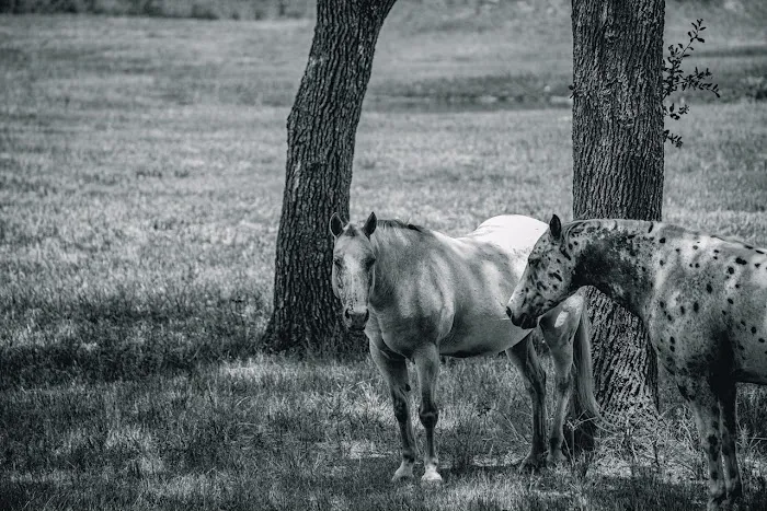 The Oaks Veterinary Clinic 12