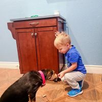 The Oaks Veterinary Clinic ico