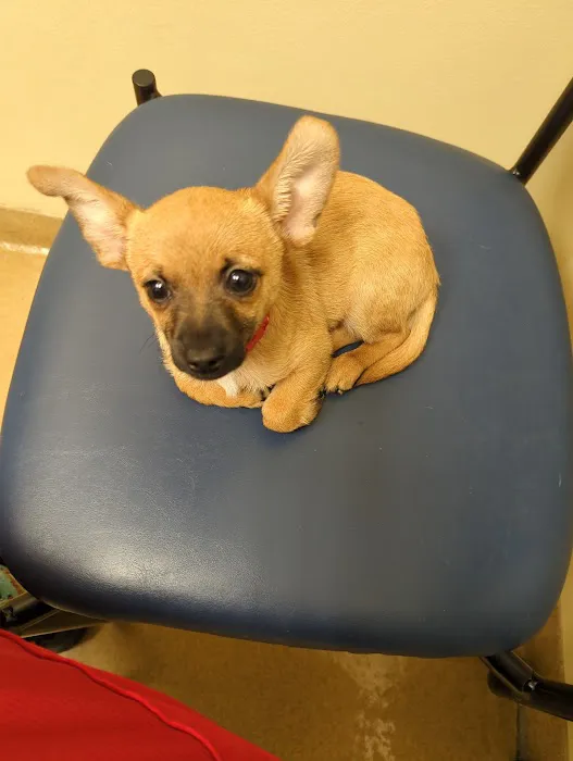 Pine Forest Animal Clinic 12