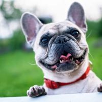 242 Animal Hospital ico