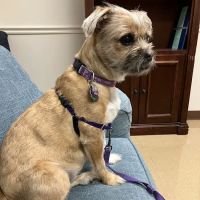 Animal Hospital of the Woodlands ico
