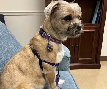 Animal Hospital of the Woodlands