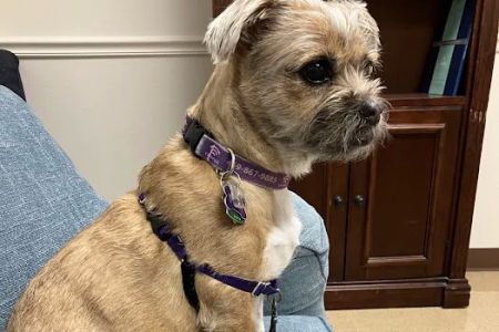 Animal Hospital of the Woodlands