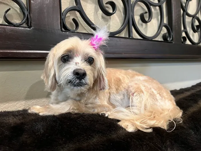 Animal Hospital of the Woodlands 12