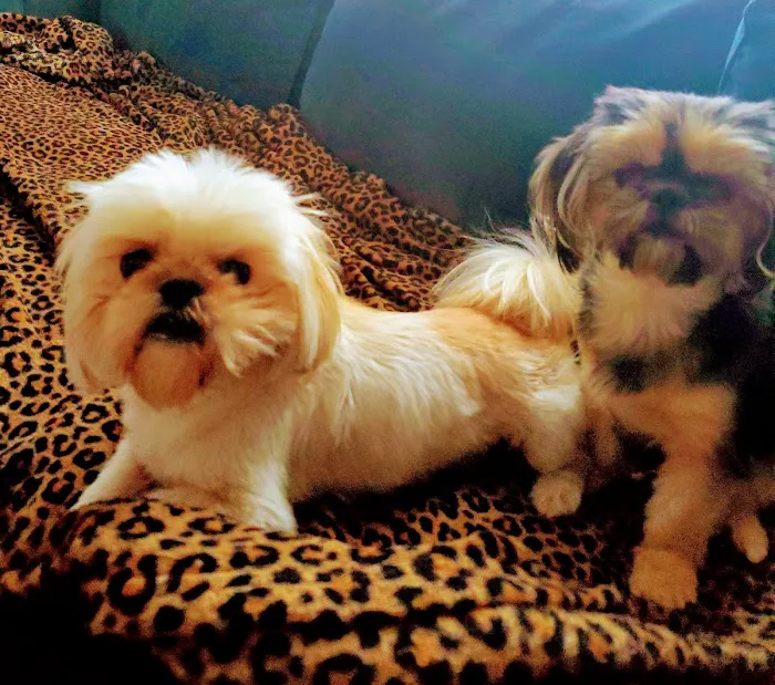 Animal Hospital of the Woodlands 12