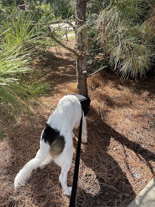 Animal Hospital of the Woodlands 12