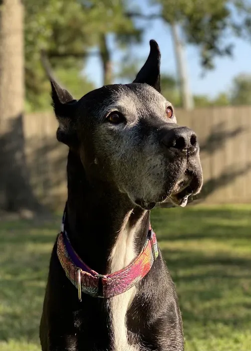 Bear Branch Animal Hospital 12