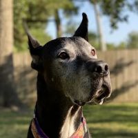 Bear Branch Animal Hospital ico