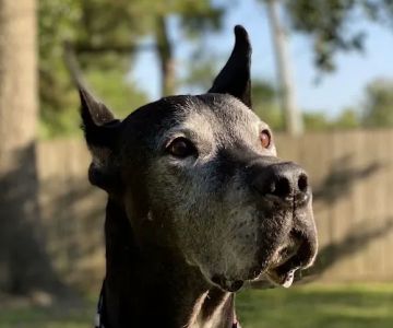 Bear Branch Animal Hospital