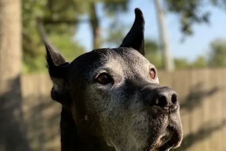 Bear Branch Animal Hospital