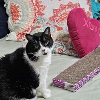 Animal Clinics of The Woodlands ico