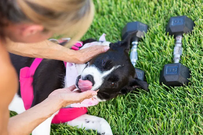 Animal Clinics of The Woodlands 8