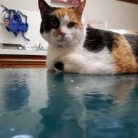 Rosehill Veterinary Clinic ico