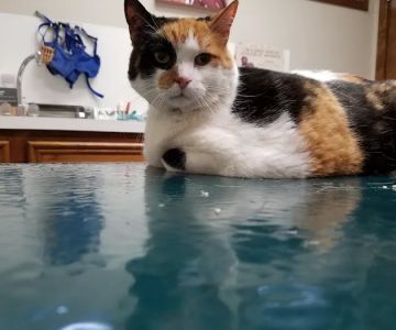 Rosehill Veterinary Clinic