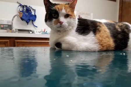 Rosehill Veterinary Clinic