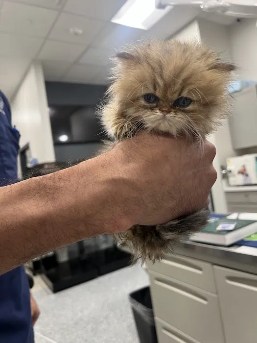 The Hills Veterinary Clinic 2