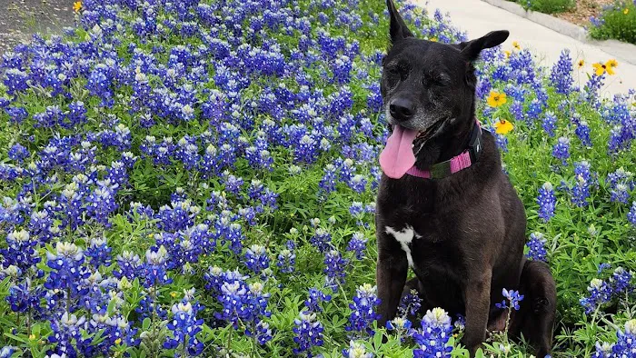 Houston Mobile Veterinary Surgery 12