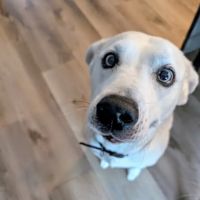 Houston Mobile Veterinary Surgery ico
