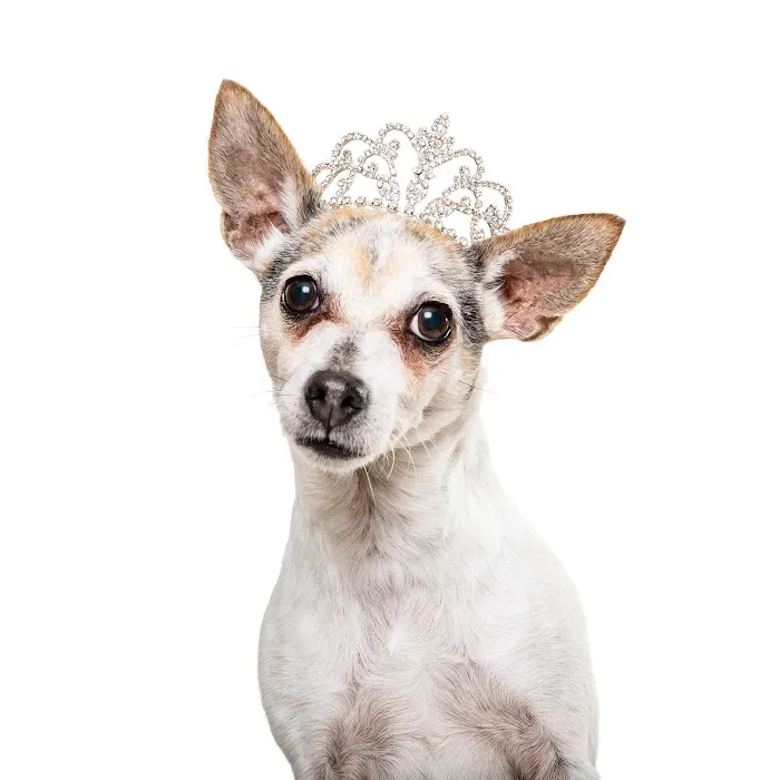Banfield Pet Hospital 12