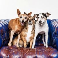 Banfield Pet Hospital ico