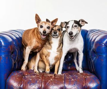 Banfield Pet Hospital