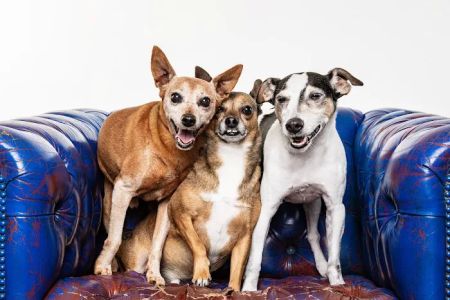 Banfield Pet Hospital