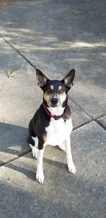 Lone Star Animal Hospital 12