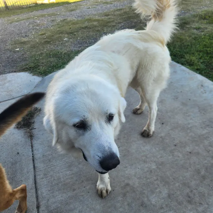 Lone Star Animal Hospital 12