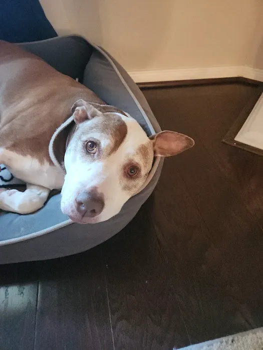 The Pet Wellness Clinic 12