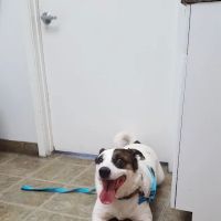 The Pet Wellness Clinic ico