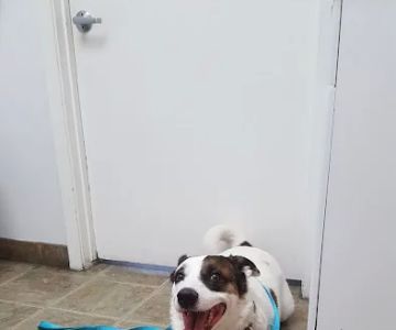 The Pet Wellness Clinic