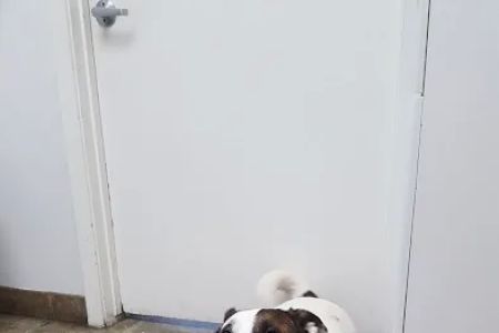 The Pet Wellness Clinic