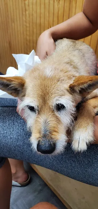 The Pet Wellness Clinic 12