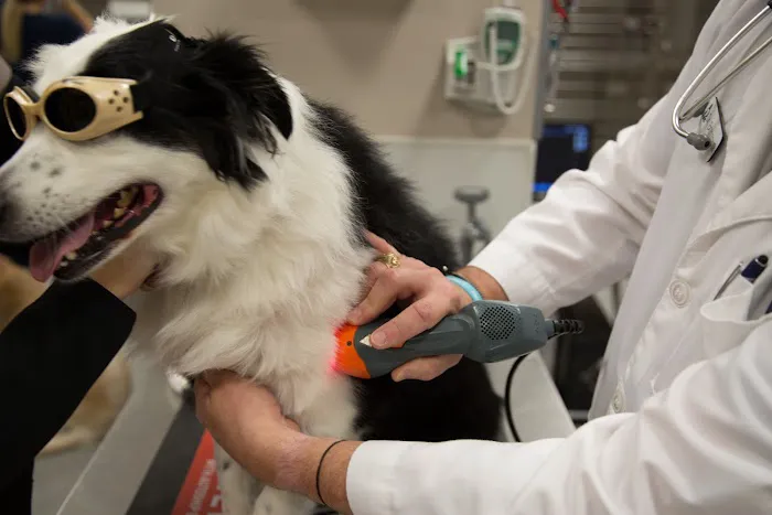 Forest Crossing Animal Hospital 12