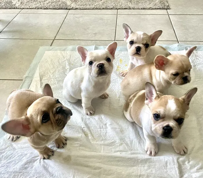 Beechnut Animal Hospital 12