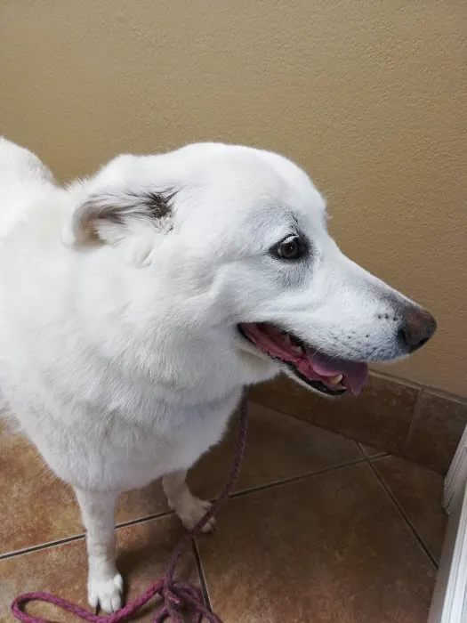 Beechnut Animal Hospital 12