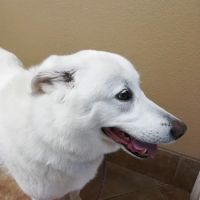Beechnut Animal Hospital ico