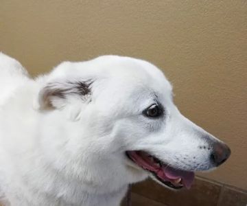 Beechnut Animal Hospital