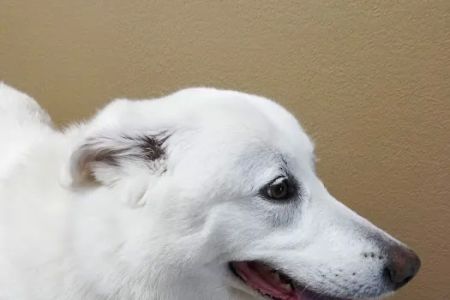 Beechnut Animal Hospital