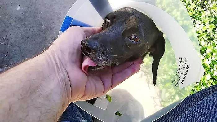 Beechcrest Animal Clinic 12