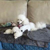 Village Animal Hospital of Jericho ico