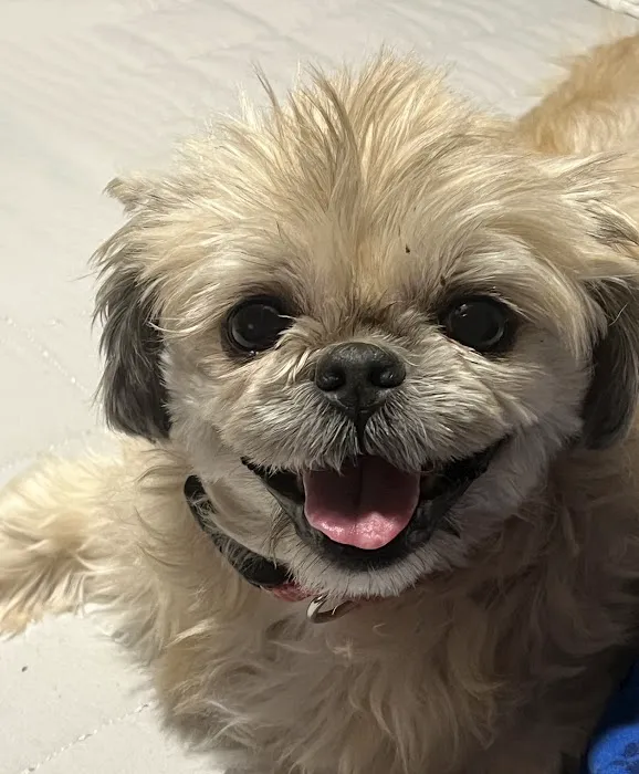 Green Forest Veterinary Hospital of Glen Cove 7