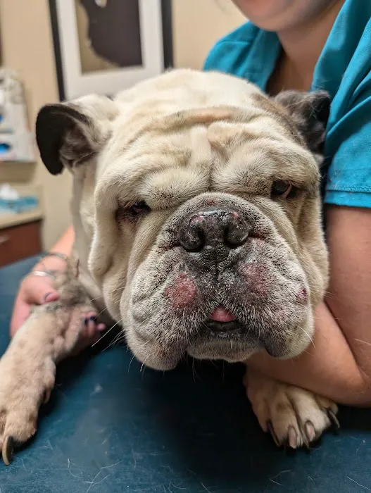 Green Forest Veterinary Hospital of Glen Cove 6