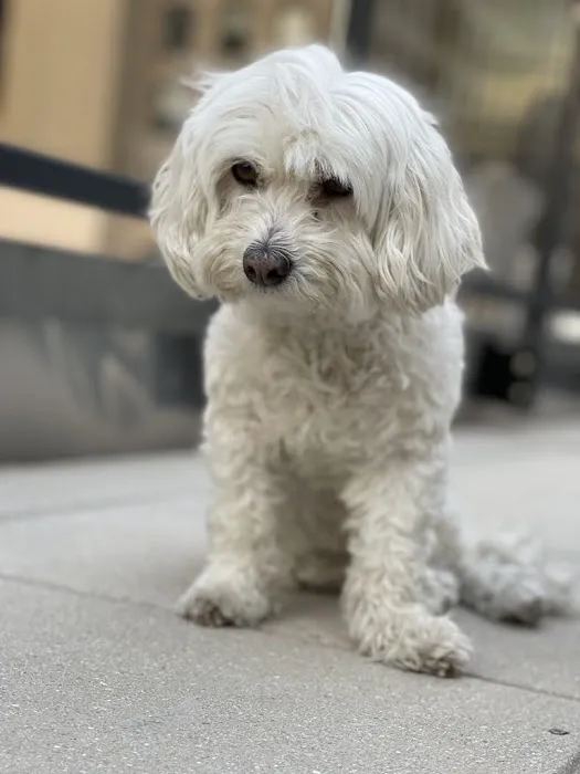Locust Valley Veterinary Clinic 2