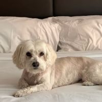 Locust Valley Veterinary Clinic ico