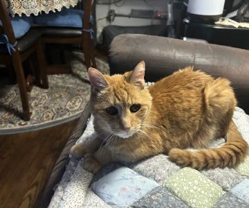 Oyster Bay Animal Hospital
