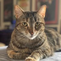 Long Island Animal Hospital ico