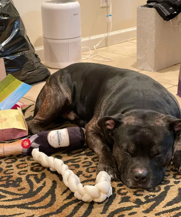 Long Island Animal Hospital 4